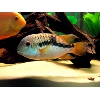 Aequidens Diadema 5-6cm Aequidens Diadema 5-6cm